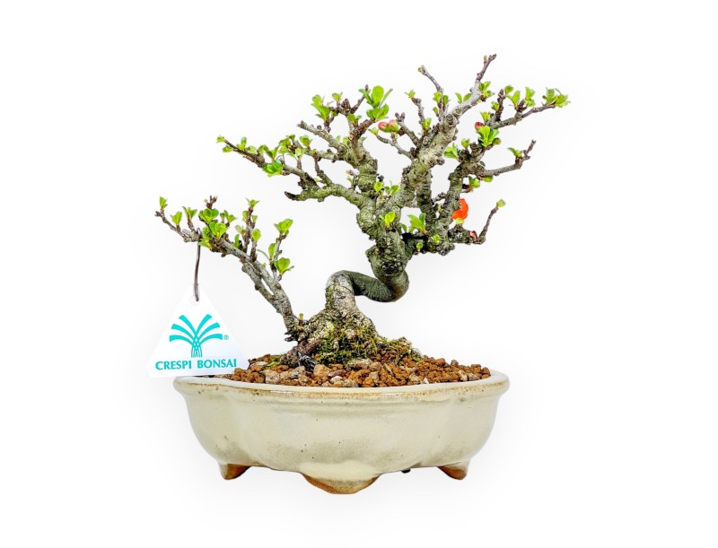 Chaenomeles Chojubai - Cotogno - 20 cm