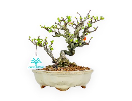 Chaenomeles Chojubai - Asian Quince - 20 cm