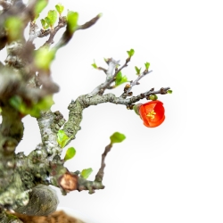 Chaenomeles Chojubai - Asian Quince - 20 cm