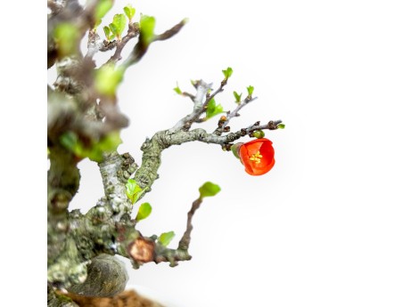 Chaenomeles Chojubai - Coing Asiatique - 20 cm
