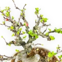 Chaenomeles Chojubai - Asian Quince - 20 cm