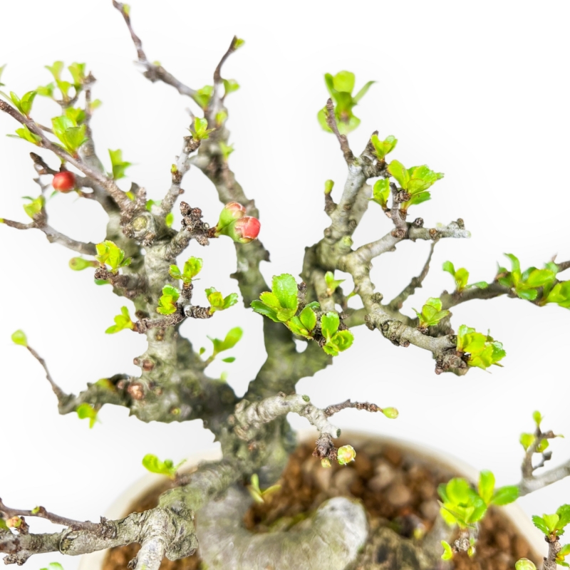 Chaenomeles Chojubai - Coing Asiatique - 20 cm