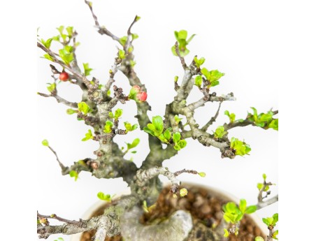 Chaenomeles Chojubai - Coing Asiatique - 20 cm