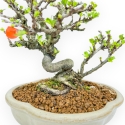 Chaenomeles Chojubai - Asian Quince - 20 cm