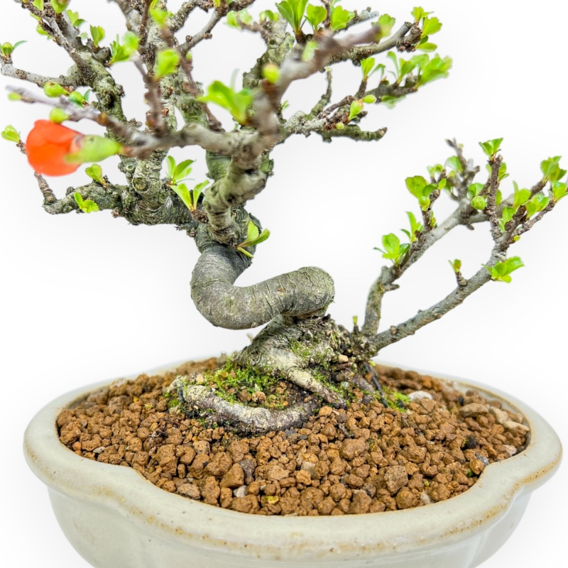 Chaenomeles Chojubai - Coing Asiatique - 20 cm