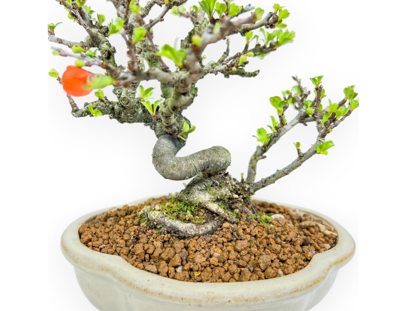 Chaenomeles Chojubai - Cotogno - 20 cm