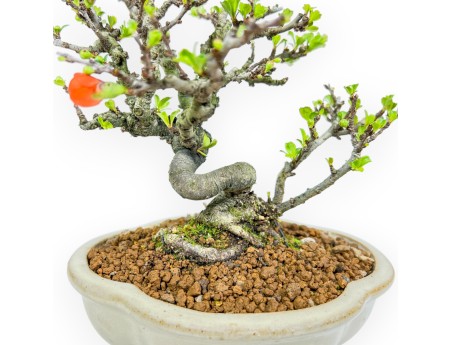 Chaenomeles Chojubai - Coing Asiatique - 20 cm