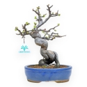 Pseudocydonia Chinensis - Apple Tree - 29 cm
