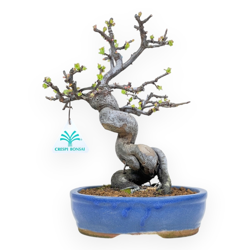 Pseudocydonia Chinensis - Cotogno - 29 cm