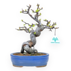 Pseudocydonia Chinensis - Cognassier - 29 cm