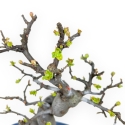 Pseudocydonia Chinensis - Apple Tree - 29 cm