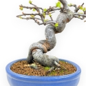 Pseudocydonia Chinensis - Apple Tree - 29 cm