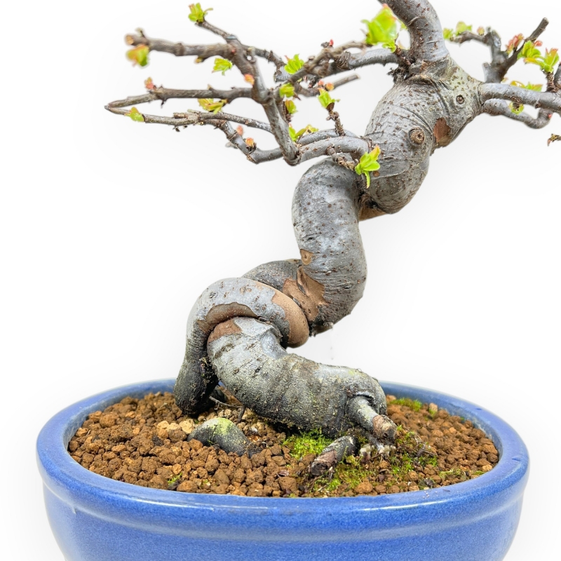 Pseudocydonia Chinensis - Apple Tree - 29 cm