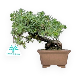 Juniperus Rigida - Enebro - 17 cm