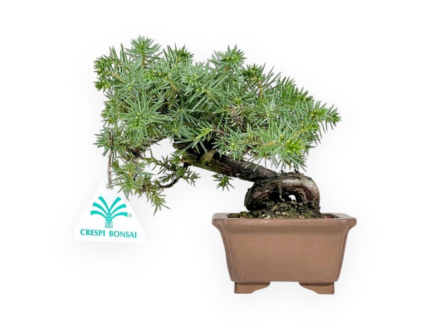 Juniperus Rigida - Wacholder - 17 cm