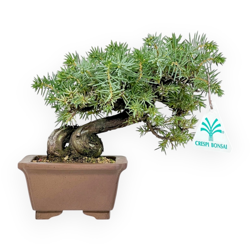 Juniperus Rigida - Enebro - 17 cm