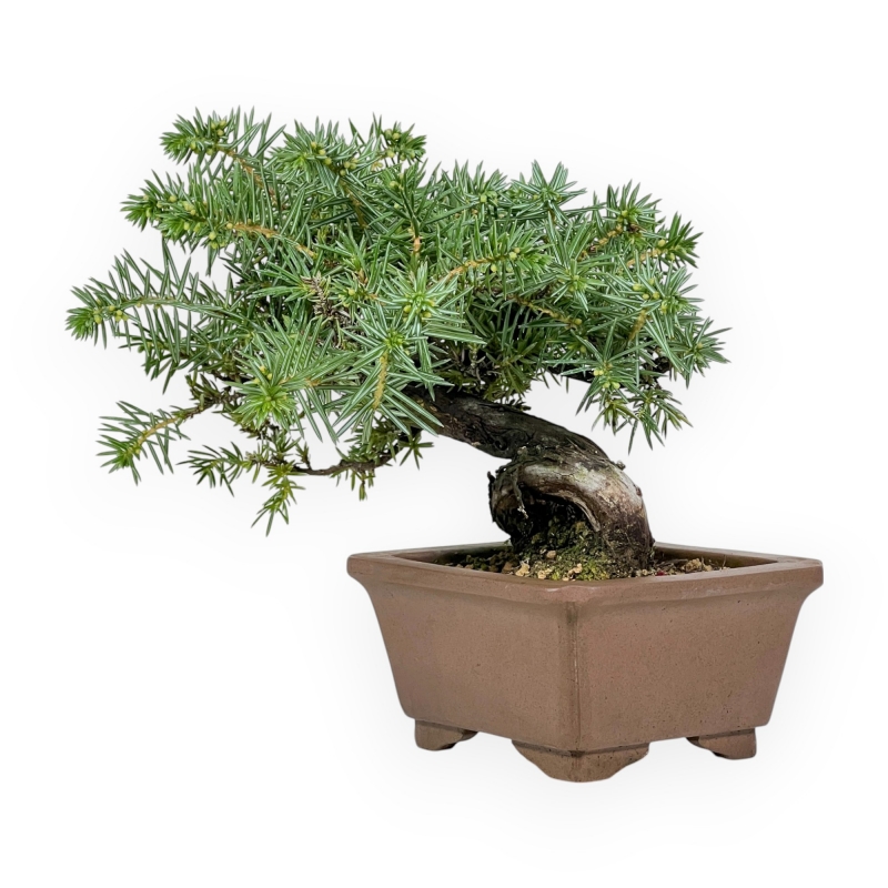 Juniperus Rigida - Enebro - 17 cm