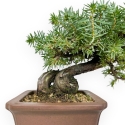 Juniperus Rigida - Enebro - 17 cm