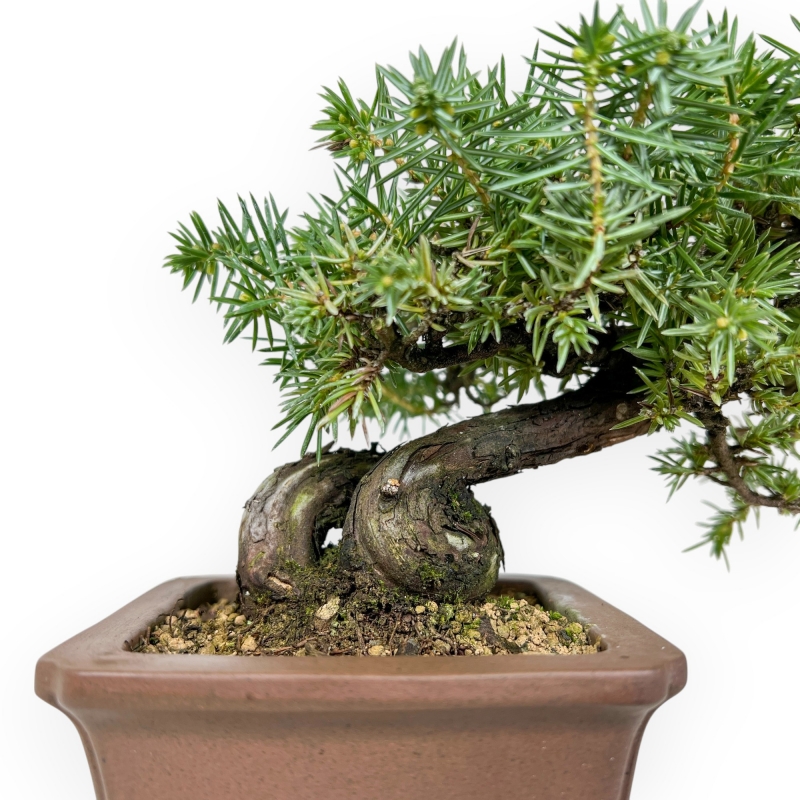 Juniperus Rigida - Enebro - 17 cm