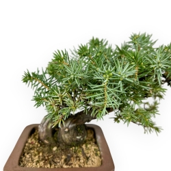 Juniperus Rigida - Enebro - 17 cm