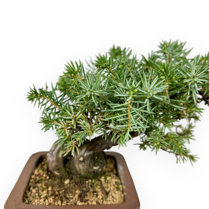 Juniperus Rigida - Enebro - 17 cm