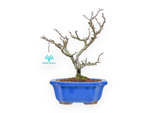 Chaenomeles Chojubai - Coing Asiatique - 27 cm