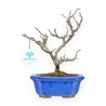 Chaenomeles Chojubai - Cotogno - 27 cm