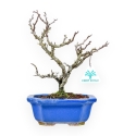 Chaenomeles Chojubai - Asian Quince - 27 cm
