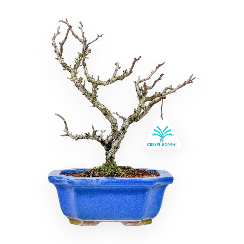 Chaenomeles Chojubai - Coing Asiatique - 27 cm