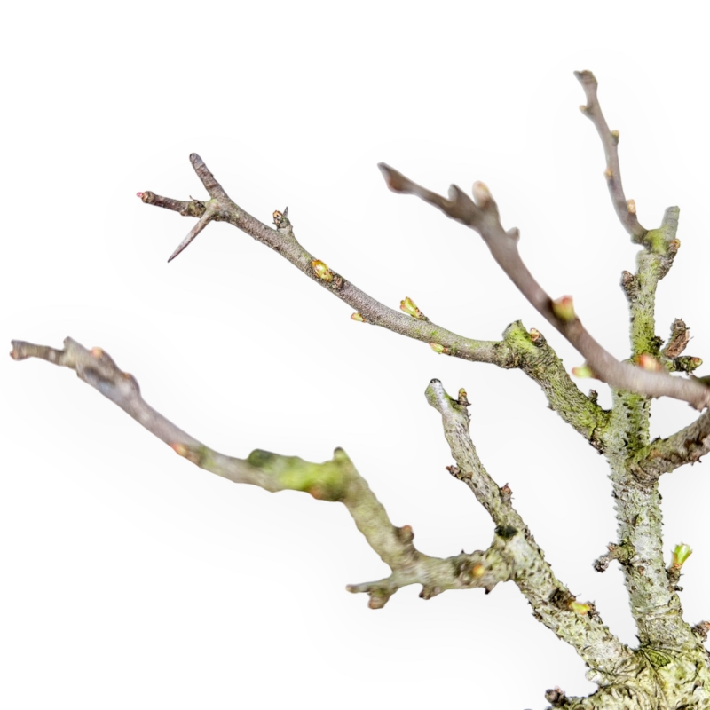 Chaenomeles Chojubai - Asian Quince - 27 cm