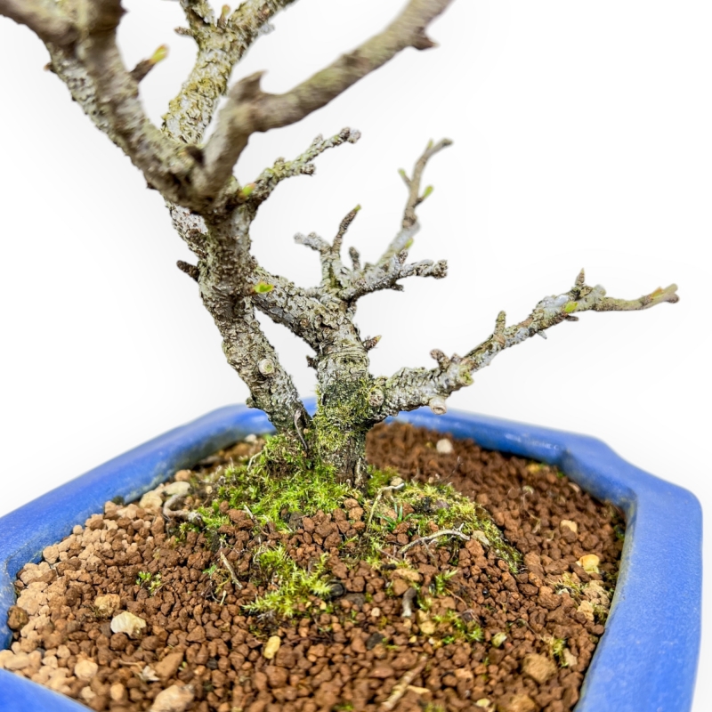 Chaenomeles Chojubai - Coing Asiatique - 27 cm