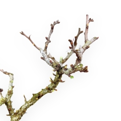 Chaenomeles Chojubai - Asian Quince - 27 cm