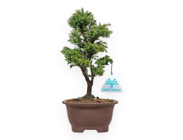 Cryptomeria Japonica - Cèdre Japonais - 26 cm