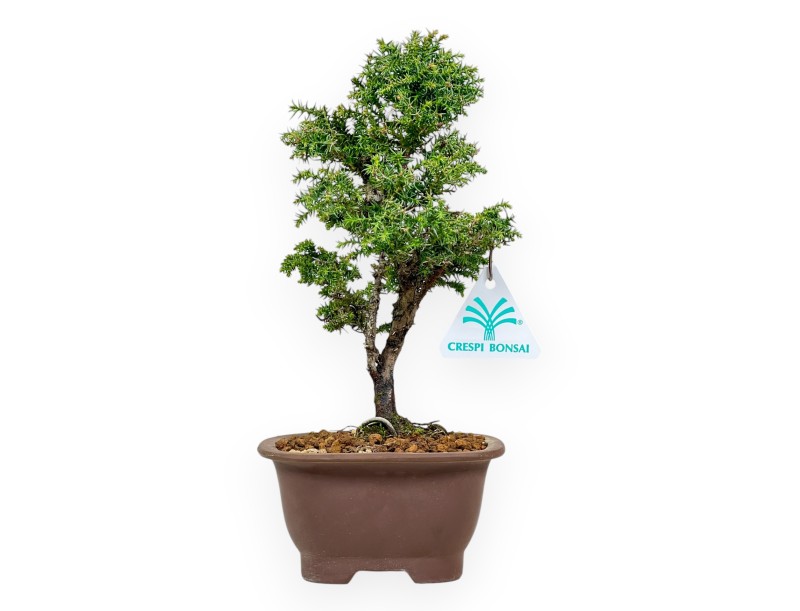 Cryptomeria Japonica - Cèdre Japonais - 26 cm