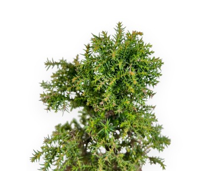 Cryptomeria Japonica - Cedro Giapponese - 26 cm