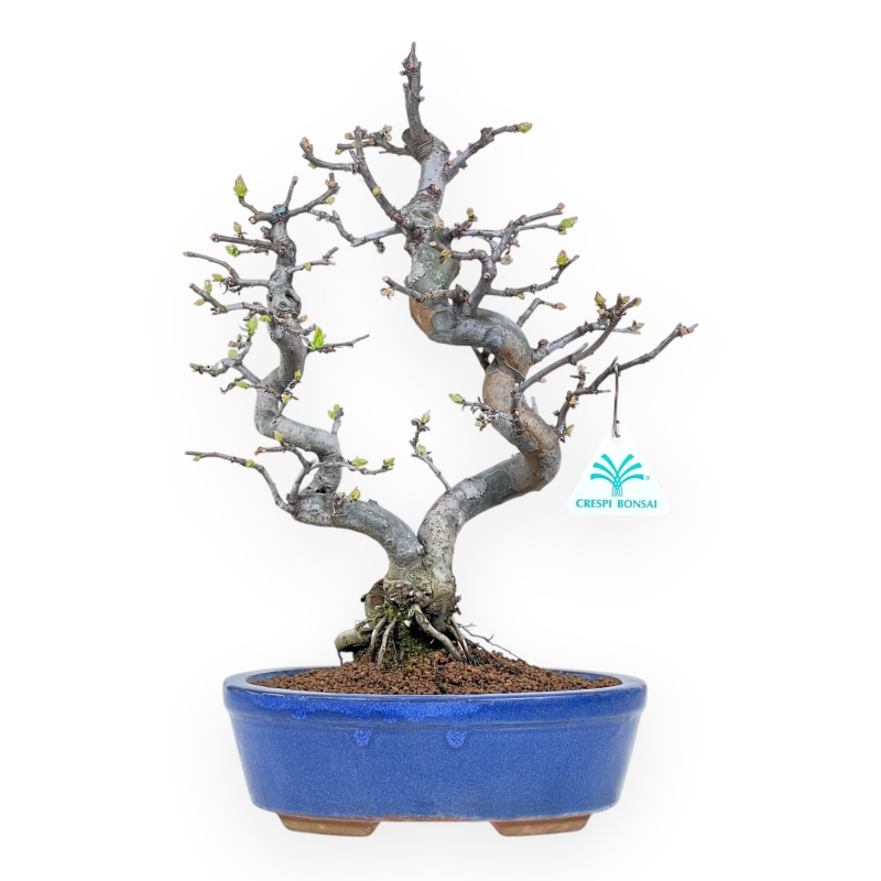 Pseudocydonia Chinensis - Cognassier - 38 cm
