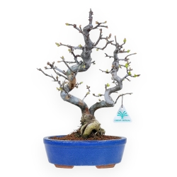 Pseudocydonia Chinensis - Cognassier - 38 cm