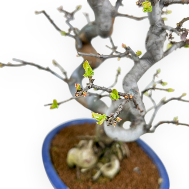 Pseudocydonia Chinensis - Cognassier - 38 cm