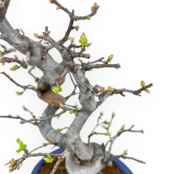 Pseudocydonia Chinensis - Cognassier - 38 cm