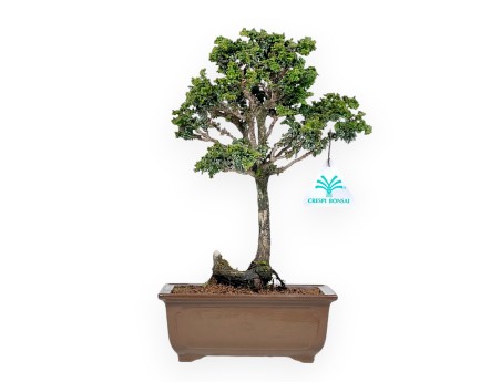 Chamaecyparis Obtusa Sekka - Falso Cipresso - 30 cm