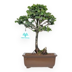 Chamaecyparis Obtusa Sekka - Falso Cipresso - 30 cm