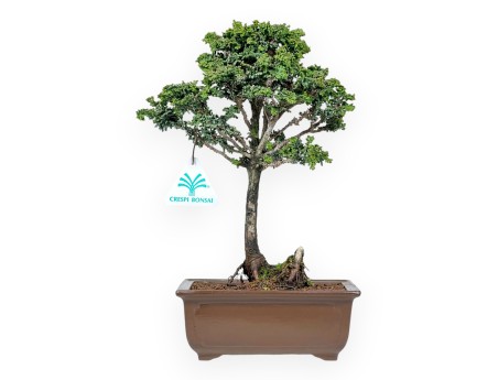 Chamaecyparis Obtusa Sekka - Falso Cipresso - 30 cm