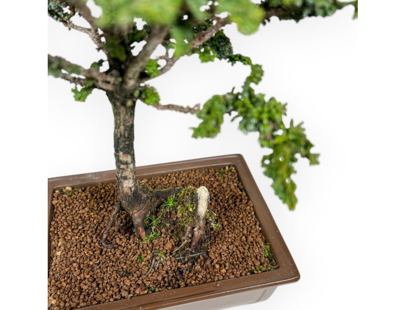 Chamaecyparis Obtusa Sekka - False Cypress - 30 cm