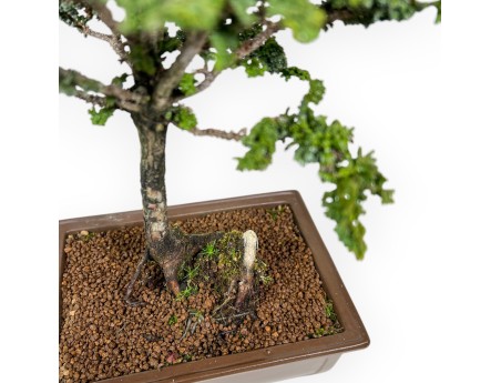 Chamaecyparis Obtusa Sekka - Falso Cipresso - 30 cm