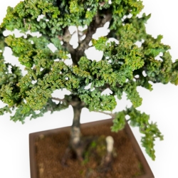 Chamaecyparis Obtusa Sekka - Falso Cipresso - 30 cm