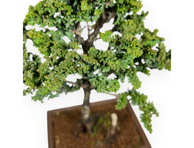 Chamaecyparis Obtusa Sekka - Faux Cyprès - 30 cm 2
