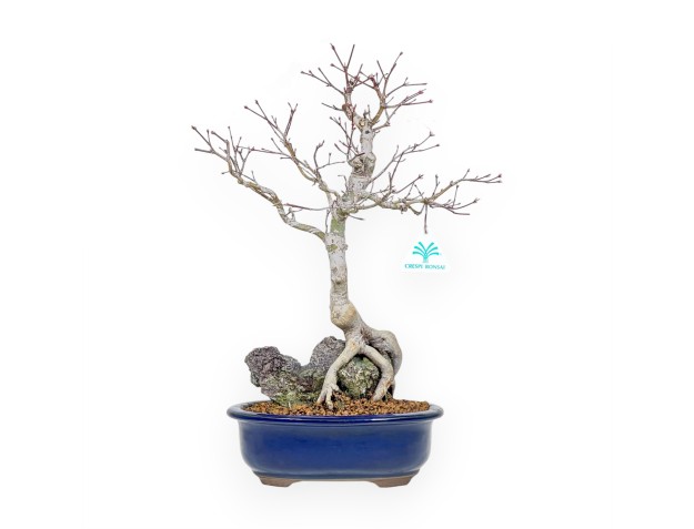 Acer Palmatum - Arce - 42 cm