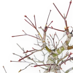 Acer Palmatum - Ahorne - 42 cm