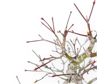 Acer Palmatum - Ahorne - 42 cm