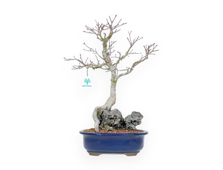 Acer Palmatum - Érable - 42 cm